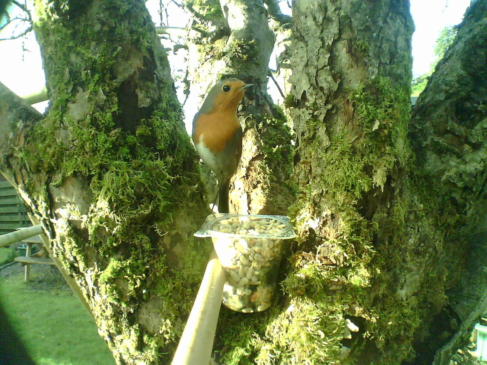 Robin holding a vertical branch of a tree