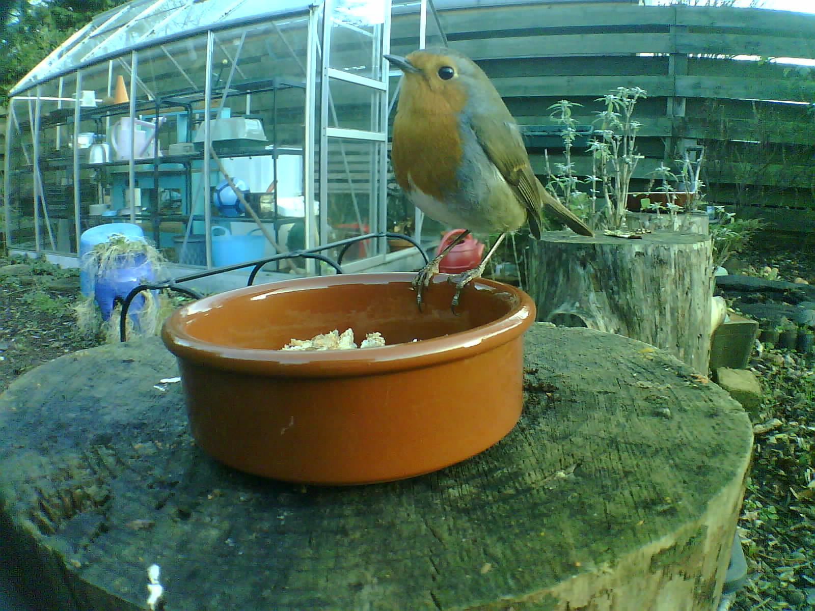 Robin sat on the edge of a feeder dish