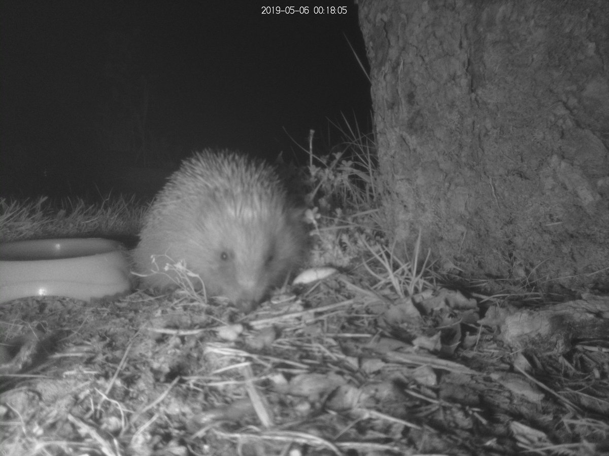 Camera trap image of a hedgehog